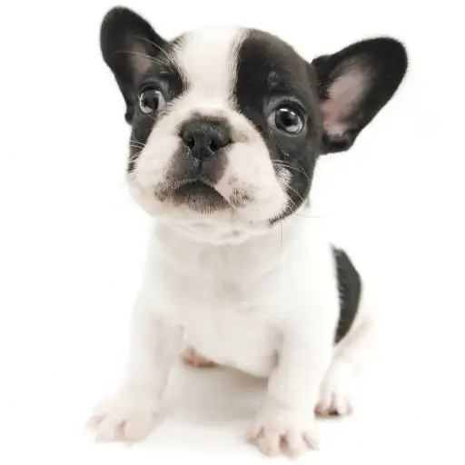 フレンチブルドッグ