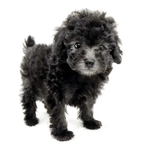 トイ・プードル