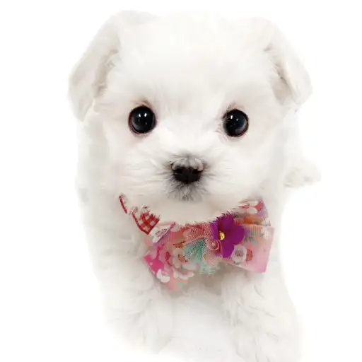 MIX（チワワ×マルチーズ）