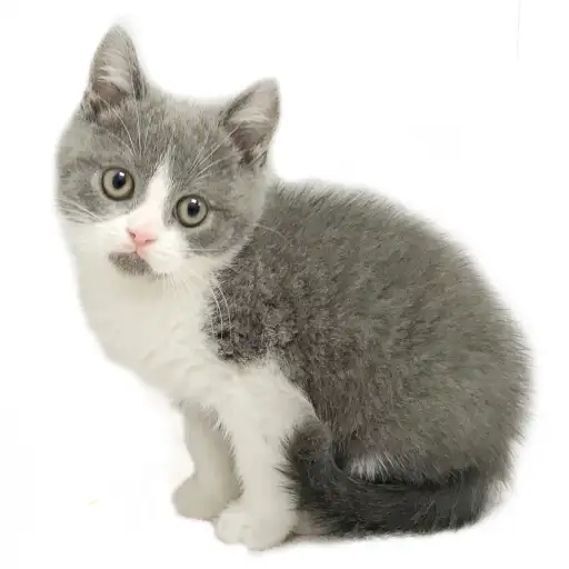 ブリティッシュショートヘア