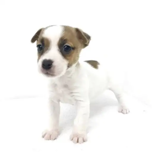 ジャックラッセルテリア