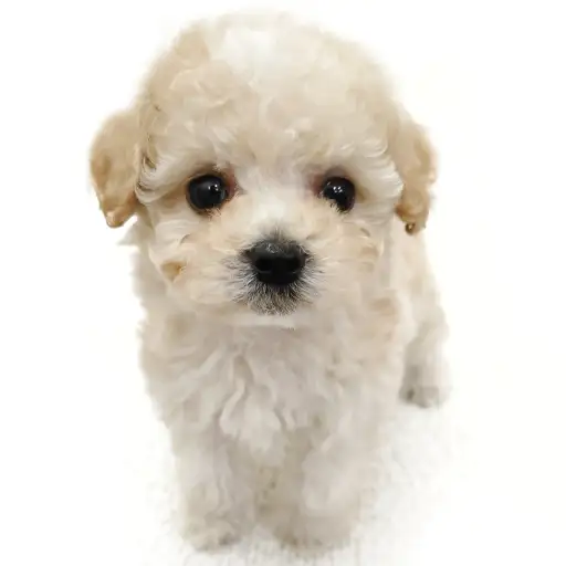 MIX（トイプードル×マルチーズ）