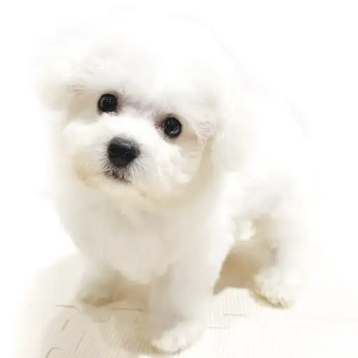 ビションフリーゼ