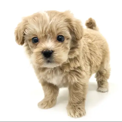 MIX（トイプードル×マルチーズ）