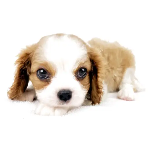 キャバリア・キングチャールズ・スパニエル