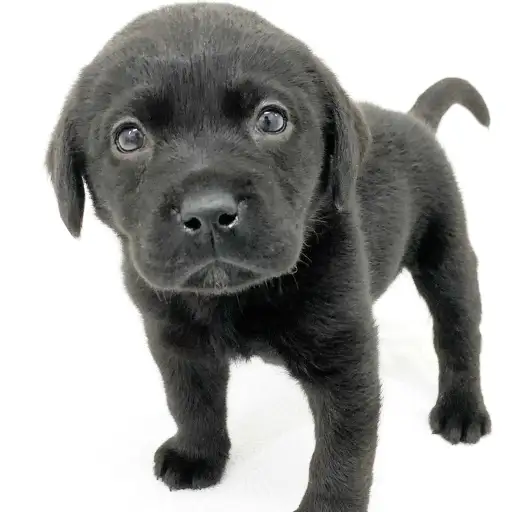 ラブラドールレトリバー