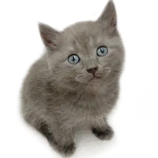 ブリティッシュショートヘア