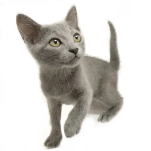 ロシアンブルー