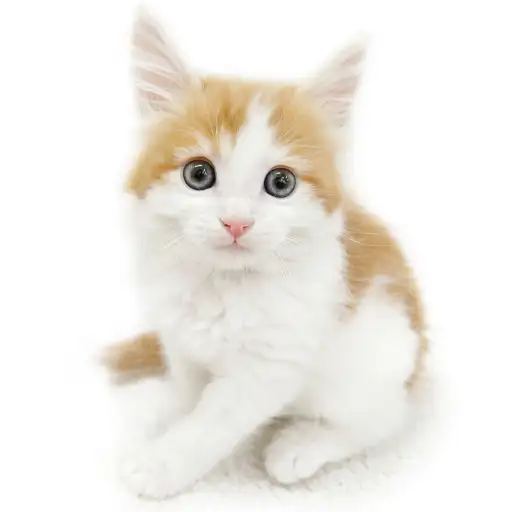 ノルウェージャンフォレストキャット