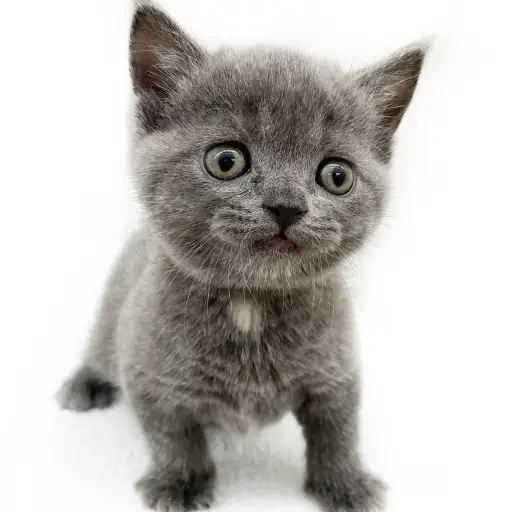 ブリティッシュショートヘア