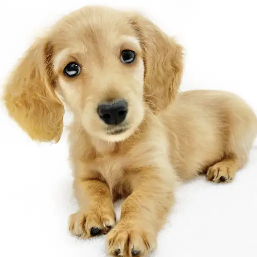 カニンヘン・ダックスフント