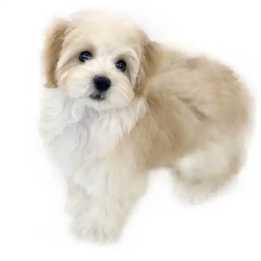 MIX（マルチーズ×トイプードル）