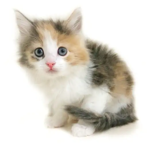 ノルウェージャンフォレストキャット