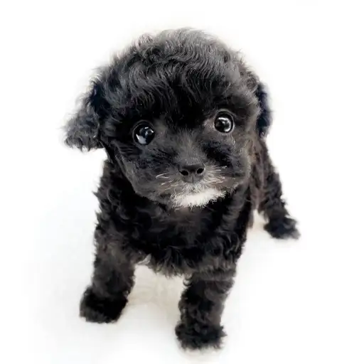 MIX（チワワ×トイプードル）