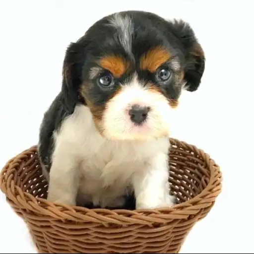 キャバリア・キングチャールズ・スパニエル