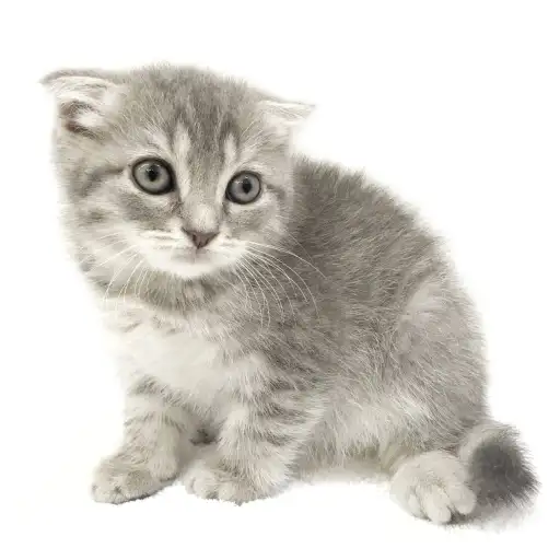 スコティッシュフォールド