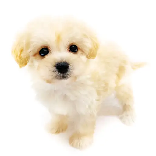 MIX（マルチーズ×トイプードル）