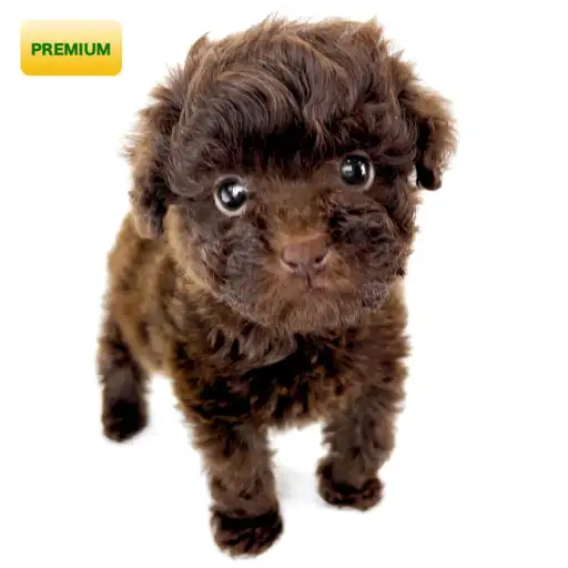 トイ・プードル