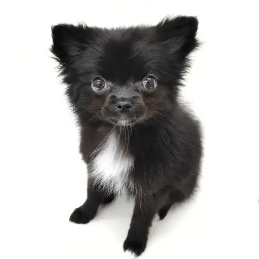 MIX(ポメラニアン×チワワ)