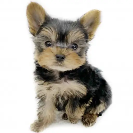 ヨークシャーテリア