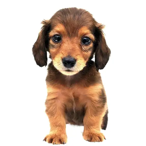 カニンヘン・ダックスフント