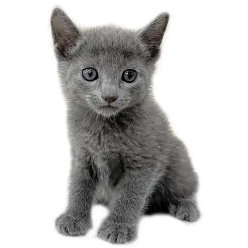 ロシアンブルー