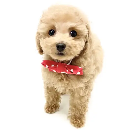 トイ・プードル