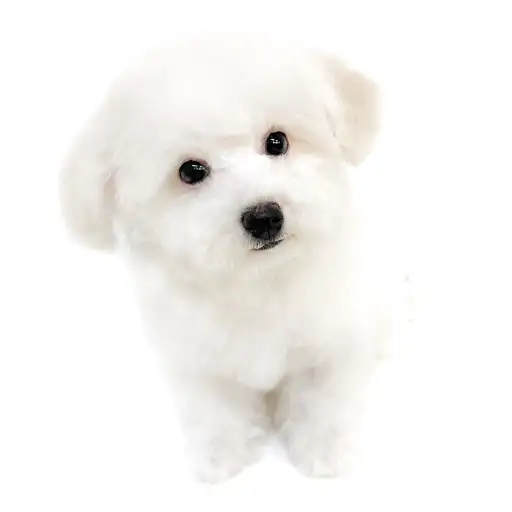 ビションフリーゼ