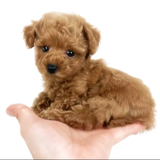 トイ・プードル