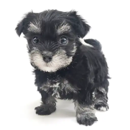 MIX（マルチーズ×ミニチュアシュナウザー）