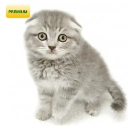 スコティッシュフォールド