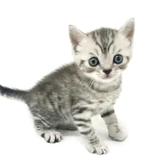 スコティッシュフォールド