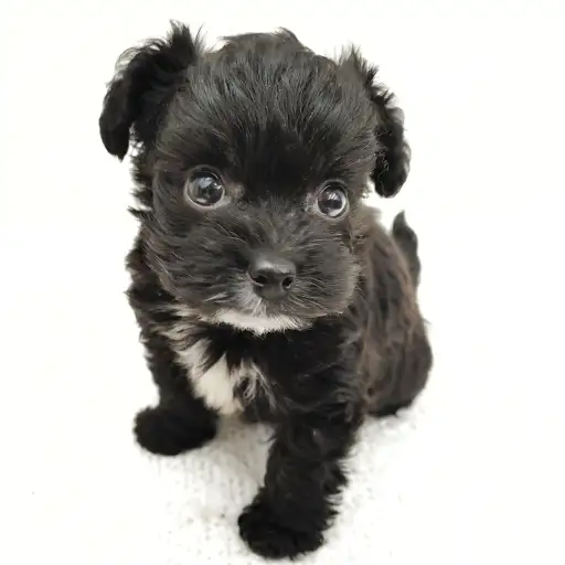 MIX（チワワ×トイプードル）