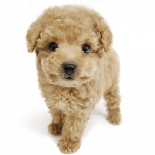 トイ・プードル