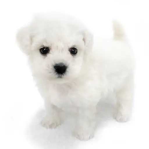 ビションフリーゼ