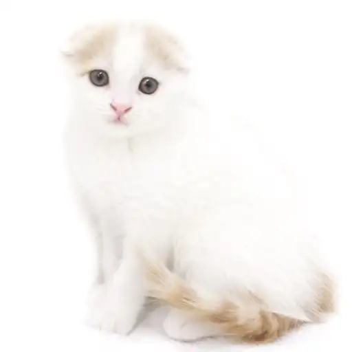 スコティッシュフォールド