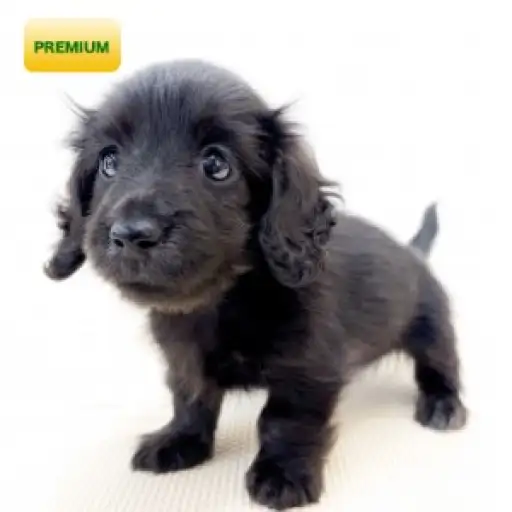 カニンヘン・ダックスフント