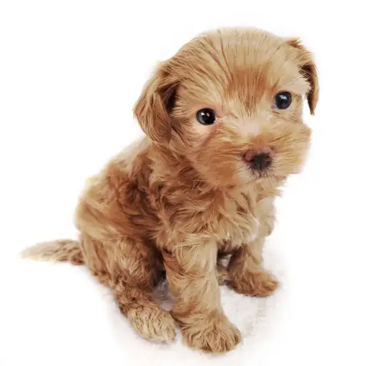 MIX（マルチーズ×トイプードル）