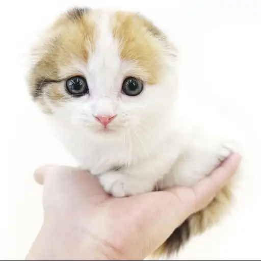 スコティッシュフォールド