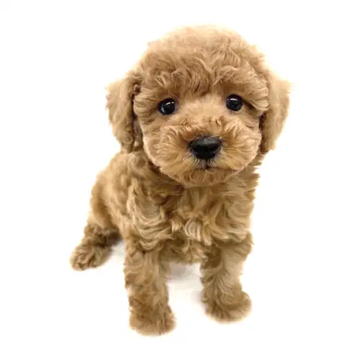 トイ・プードル