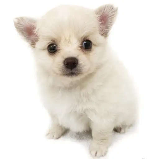 MIX（チワワ×ポメラニアン）