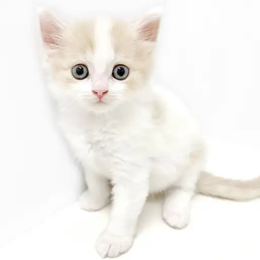 スコティッシュフォールド