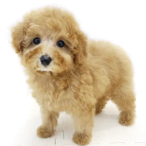 トイ・プードル