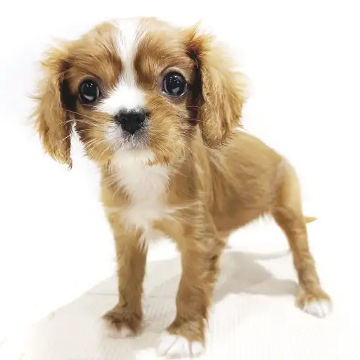 キャバリア・キングチャールズ・スパニエル