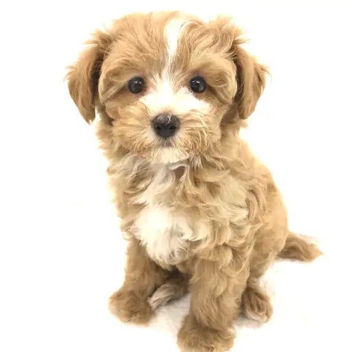 MIX（マルチーズ×トイプードル）