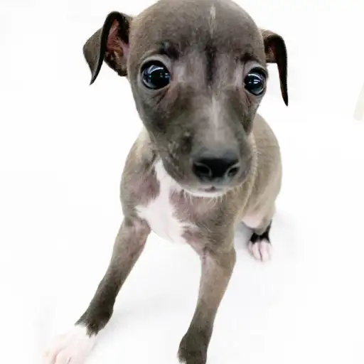 イタリアングレーハウンド