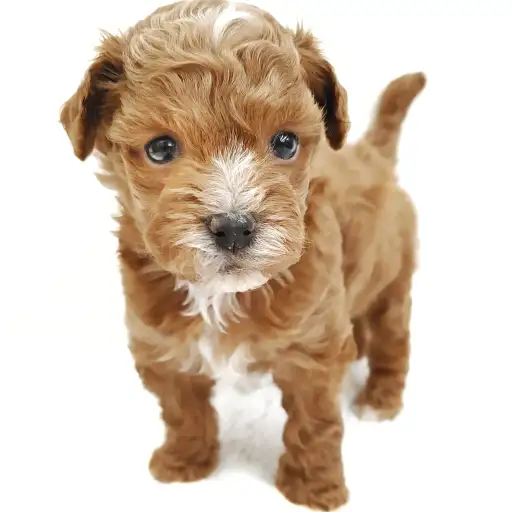 MIX（マルチーズ×トイプードル）