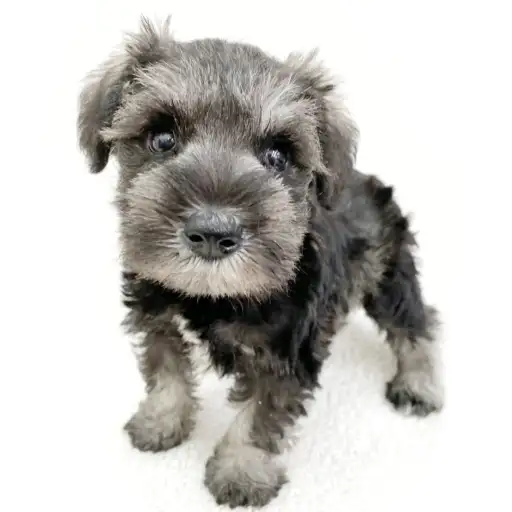 ミニチュア・シュナウザー