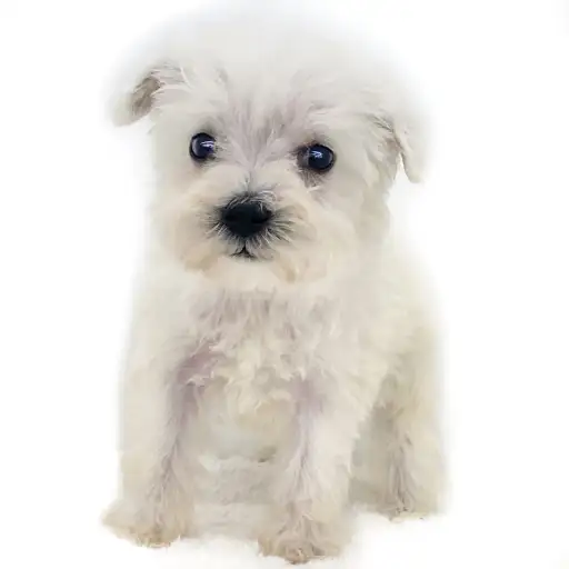 ミニチュア・シュナウザー