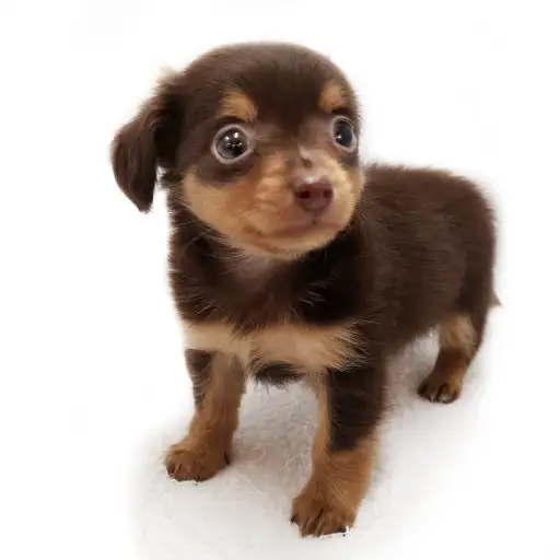 MIX（チワワ×ミニチュアダックスフント）